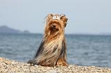 YORKSHIRE TERRIER 302